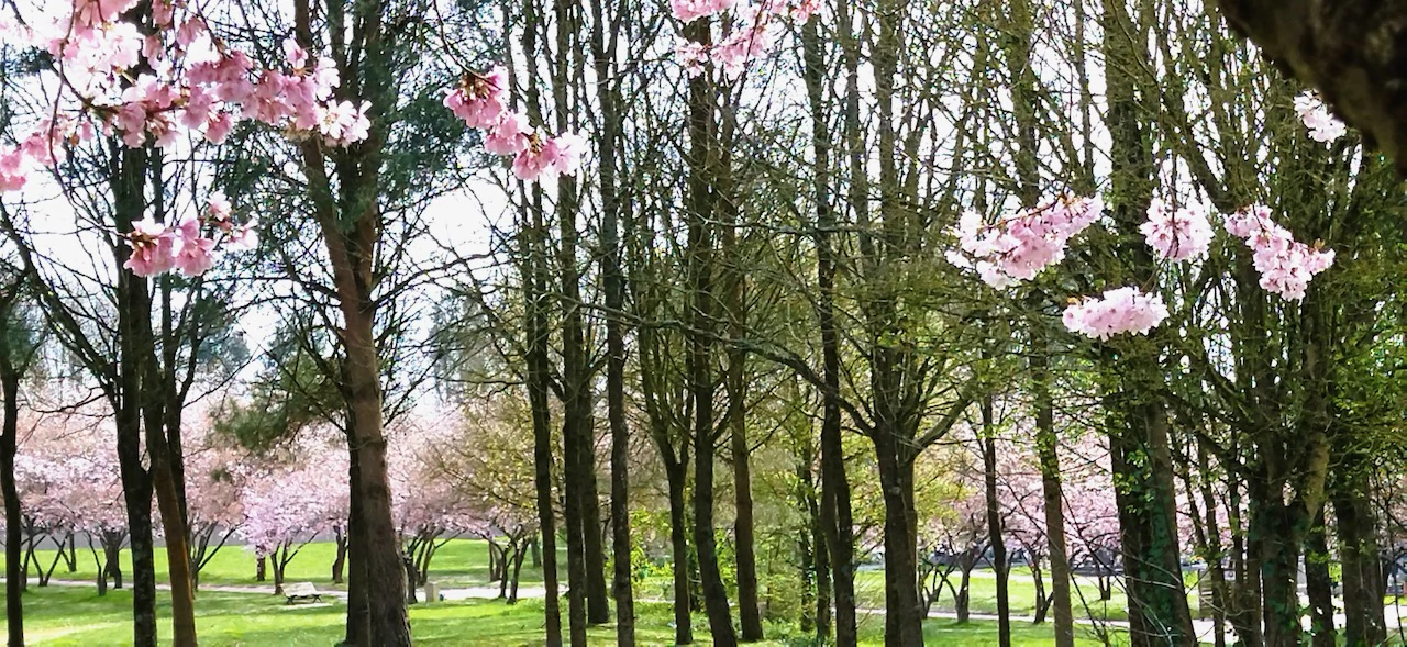 Chemin bordé de cerisiers, symbole d’apaisement et de renouveau